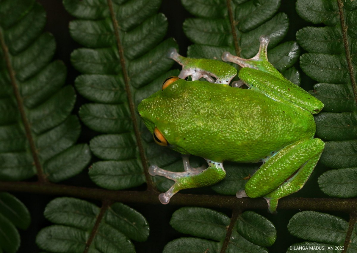 Pseudophilautus mooreorum Megaskumbura & Manamendra-Arachcchi, 2005